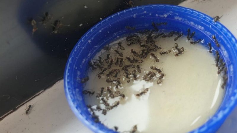 People are loving this woman's simple and cheap hack for killing ants