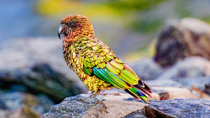 NZ 'Bird of the Century' results are in and our pick - the Kea - had a podium finish