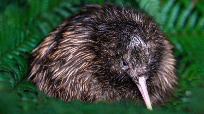 NZ’s National Kiwi Hatchery just celebrated their 2500th chick with a beautiful name reveal