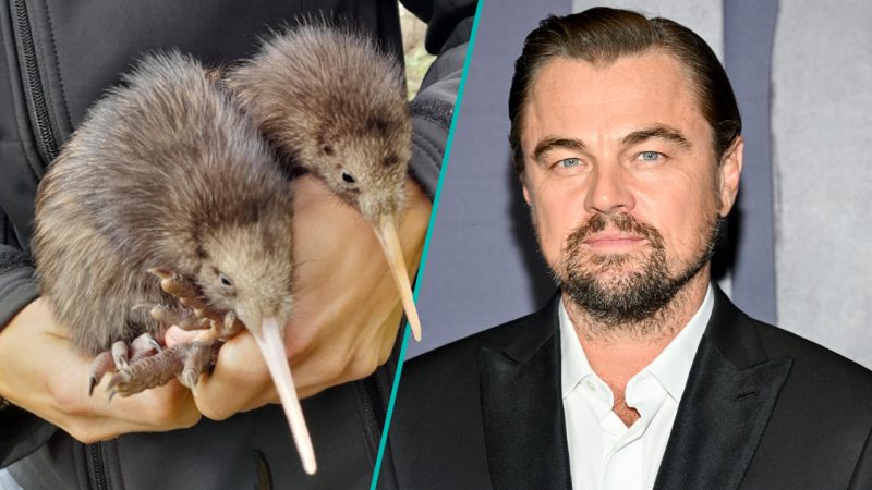 Leonardo DiCaprio just gave massive praise to NZ for one of our kiwi conservation projects