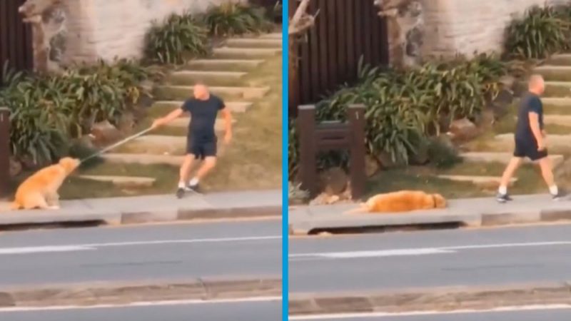 Golden retriever goes viral for refusing to keep walking with his owner
