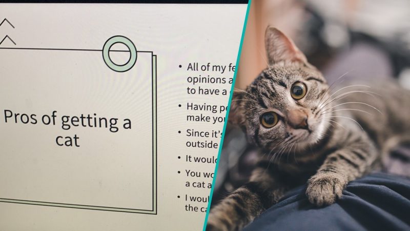 Girl makes impressive powerpoint presentation to convince her parents to get a cat