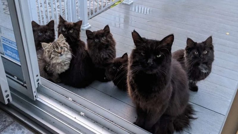 Stray cat brings her kittens to meet the woman who helped feed her