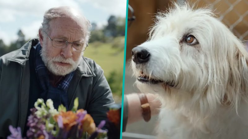Trustpower's new ad featuring a man and a dog is melting hearts across NZ