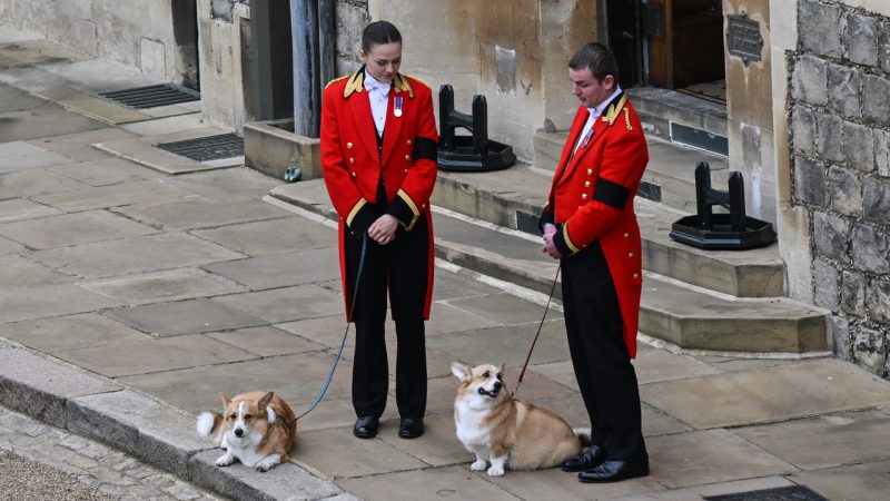 The Queen's corgis waiting at Windsor Castle