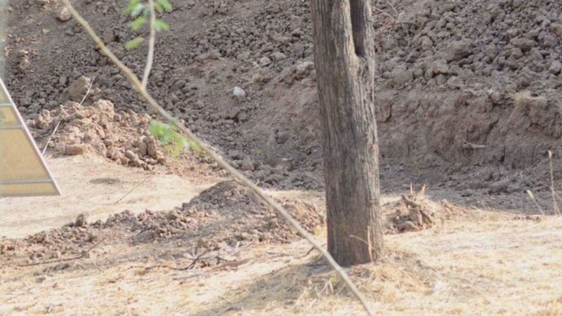 People are struggling to spot the hidden leopard in this viral photo