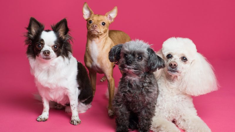 These are the 2022 top 10 most popular dog names in New Zealand