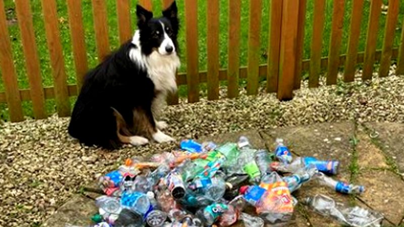 This clever 'eco dog' is dedicated to clearing the streets of litter while on his daily walk