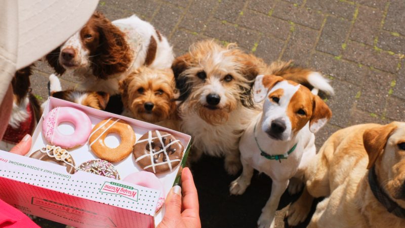 Krispy Kreme to release 'Doggie Doughnuts' for your pets this International Dog’s Day