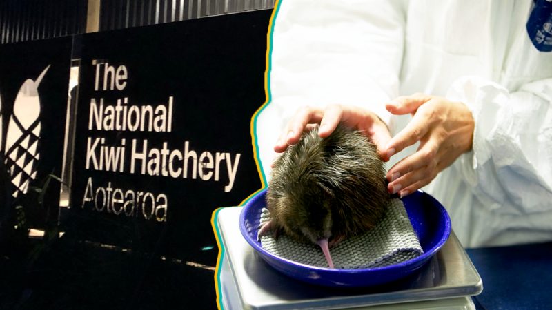 New Zealand’s National Kiwi Hatchery has reopened in a new location and welcomed a baby bird