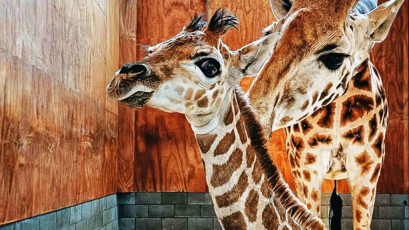 Auckland Zoo has a brand new baby giraffe yet to be named, so we came up with ten suggestions